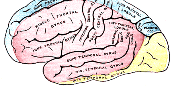 featured image thumbnail for post Your brain is an internet