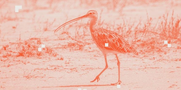 featured image thumbnail for post What kind of bird makes that sound?